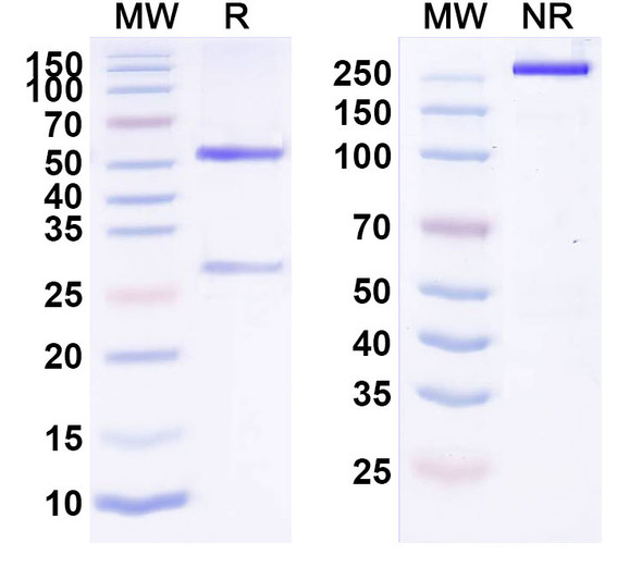 Human CD340/ERBB2/HER2/NEU (NJH395) Antibody - SDS-PAGE