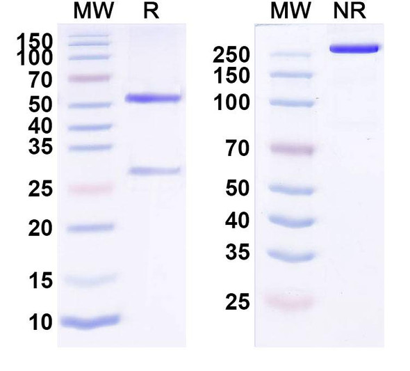 Human CD340/ERBB2/HER2/NEU (PF-06888667) Antibody - SDS-PAGE