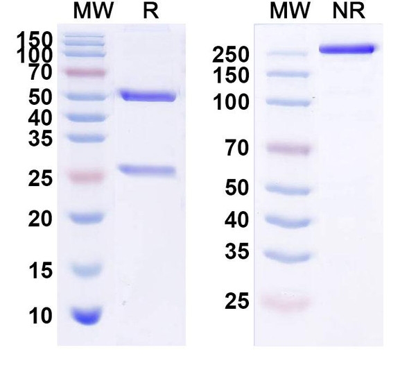Human CD340/ERBB2/HER2/NEU (TAA013) Antibody (ADC, Payload-Free) - SDS-PAGE