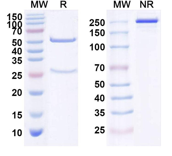 Human ERBB3/HER3 (29Z6) Antibody - SDS-PAGE