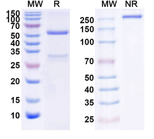 Human ERBB3/HER3 (SGP1) Antibody - SDS-PAGE