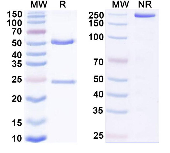 Human HLA-G (TTX-080) Antibody - SDS-PAGE