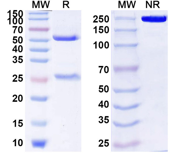 Human CD54/ICAM1 (MSH-TP15e) Antibody - SDS-PAGE