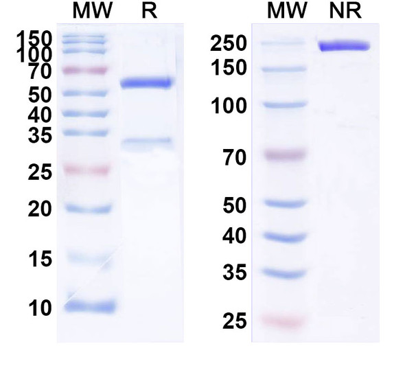 Human IgE/IGHE (SYN008) Antibody - SDS-PAGE