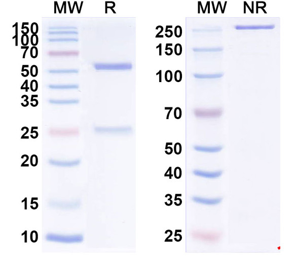 Human CD221/IGF1R (FPI-1434) Antibody - SDS-PAGE