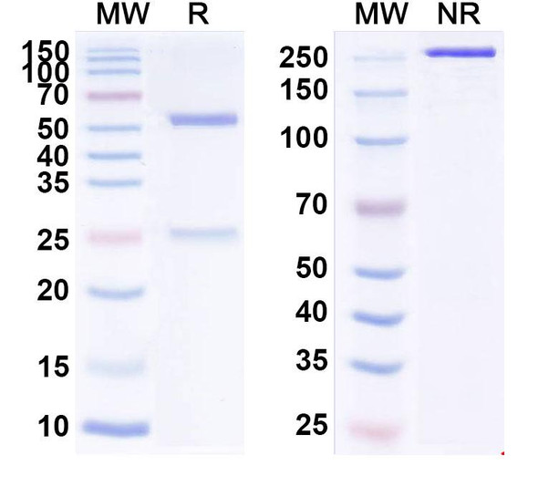 Human IL10 (MK-1966) Antibody - SDS-PAGE