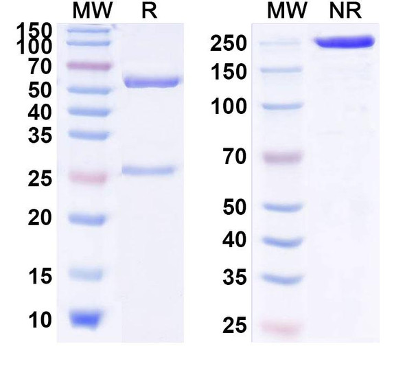 Human IL13 (H2L6) Antibody - SDS-PAGE