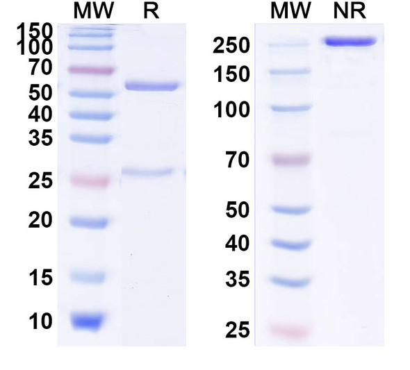 Human IL13 (M1295) Antibody - SDS-PAGE