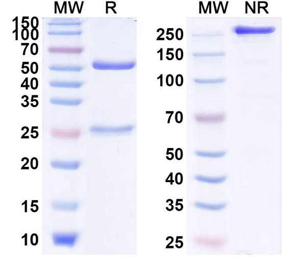 Human IL13 (GSK679586) Antibody - SDS-PAGE