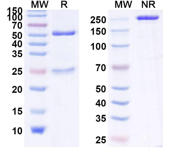 Human IL17A (CAT-2200) Antibody - SDS-PAGE
