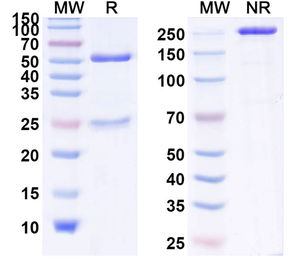 Human IL17A (CNTO-6785) Antibody - SDS-PAGE