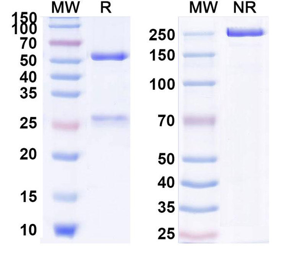 Human IL17A (SCH 900117) Antibody - SDS-PAGE