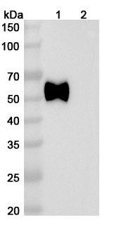 Human IL1RAP (CAN10) Antibody - WB