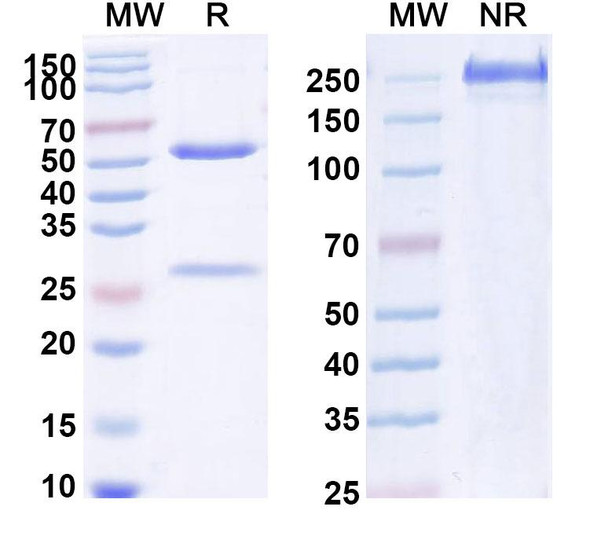 Human IL1B/IL1F2 (DLX2323) Antibody - SDS-PAGE