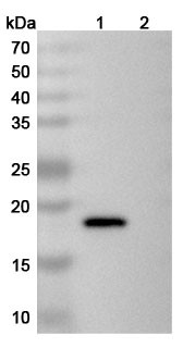 Human IL21 (NNC-114-0005) Antibody - WB