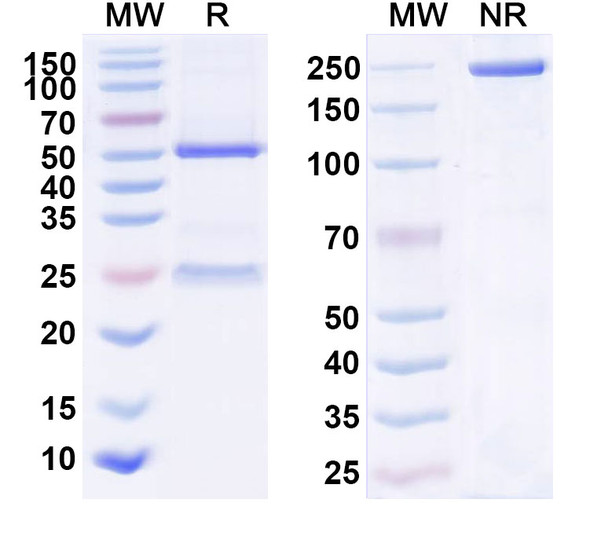 Human IL23A/IL-23p19 (CNTO 4088) Antibody - SDS-PAGE
