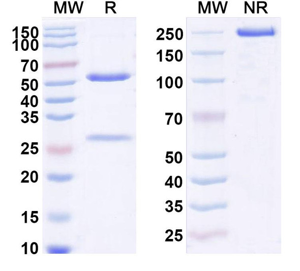 Human IL23A/IL-23p19 (QX 004N) Antibody - SDS-PAGE