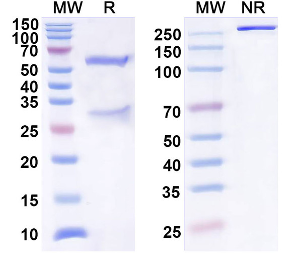 Human IL31 (BMS-981164) Antibody - SDS-PAGE