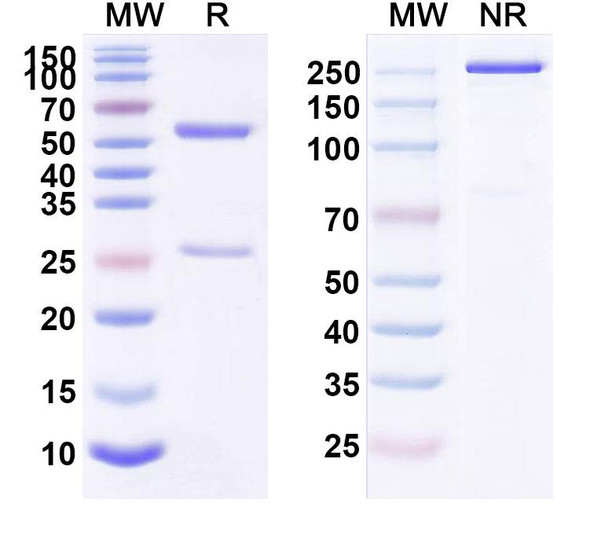 Human CD123/IL3RA (SL-101) Antibody - SDS-PAGE