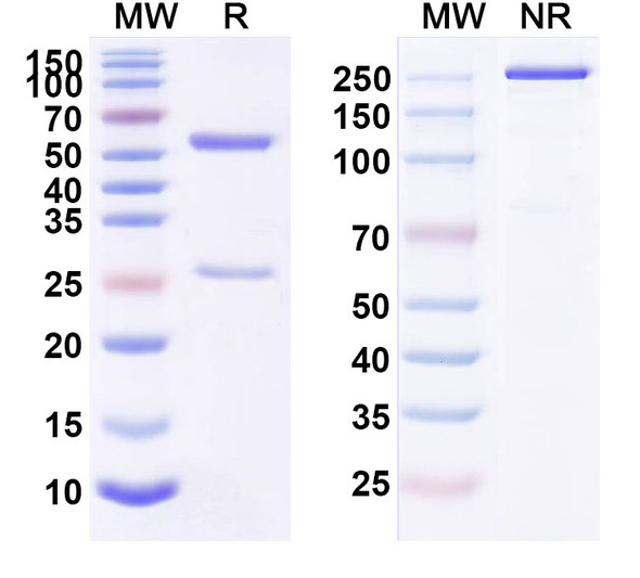 Human CD124/IL4R/IL-4Rα (AMG 317) Antibody - SDS-PAGE
