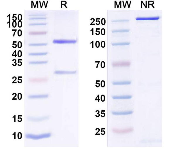 Human CD124/IL4R/IL-4Rα (MEDI9314) Antibody - SDS-PAGE