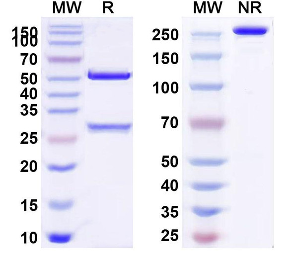Human ITGB6 (SGN-B6A) Antibody (Sigvotatug Vedotin ADC, Payload-Free) - SDS-PAGE