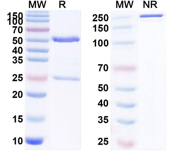 Human CD223/LAG3 (AVA-017) Antibody - SDS-PAGE