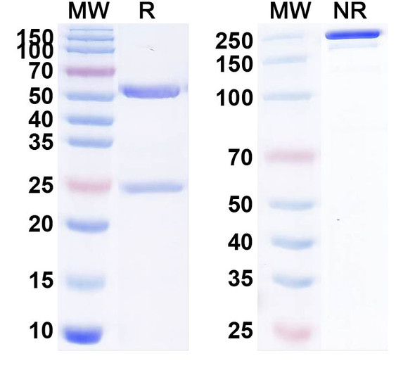 Human CD223/LAG3 (IMP-701) Antibody - SDS-PAGE