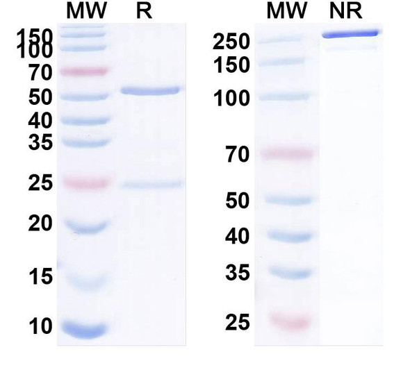 Human CD223/LAG3 (KL-A289) Antibody - SDS-PAGE