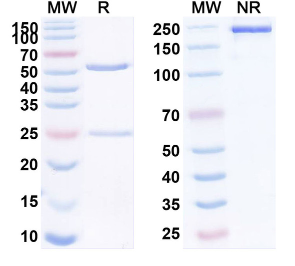 Human LGR5 (BNC101) Antibody - SDS-PAGE