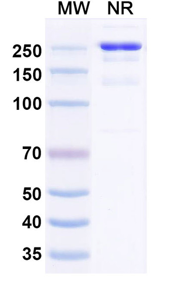 Human CLEC2D/OCIL/LLT1 (ZM008) Antibody - SDS-PAGE