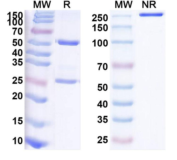 Human CSF1/M-CSF (PD-0360324) Antibody - SDS-PAGE