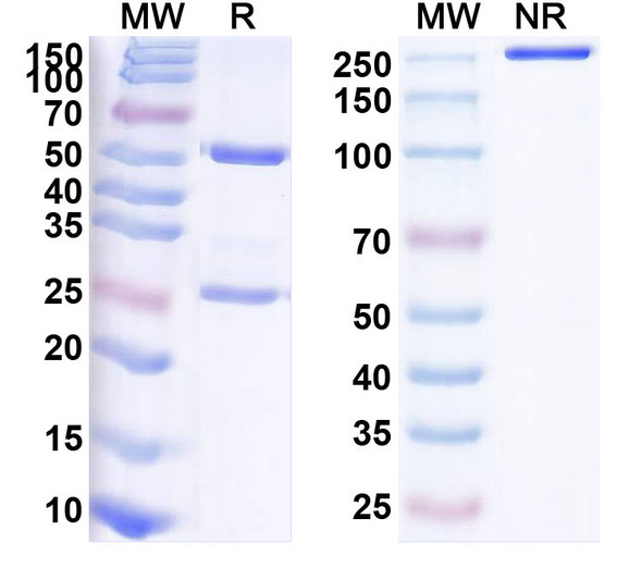 Human MDM2 (NMC-001) Antibody - SDS-PAGE