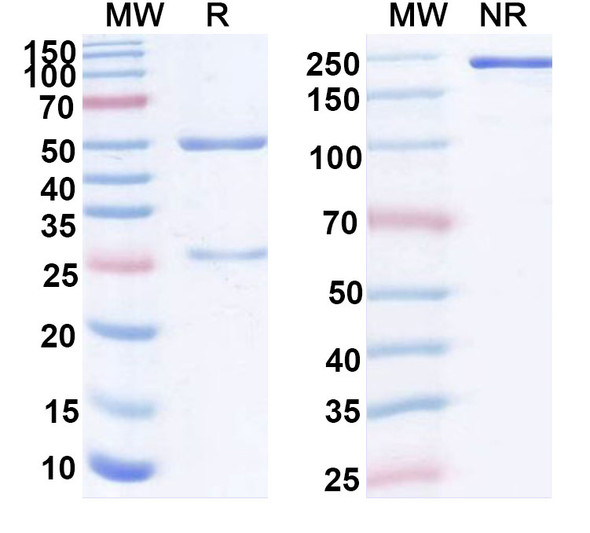 Human MSLN/Mesothelin (BMS 986148) Antibody (ADC, Payload-Free) - SDS-PAGE