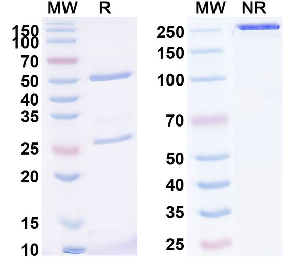 Human MSLN/Mesothelin (RG7600) Antibody (ADC, Payload-Free) - SDS-PAGE
