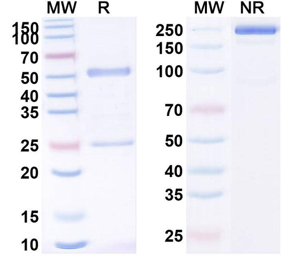 Human CD227/MUC1 (BTH1704) Antibody - SDS-PAGE