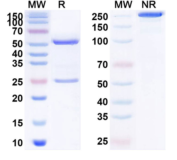 Human NGF/Beta-NGF (MEDI1912) Antibody - SDS-PAGE