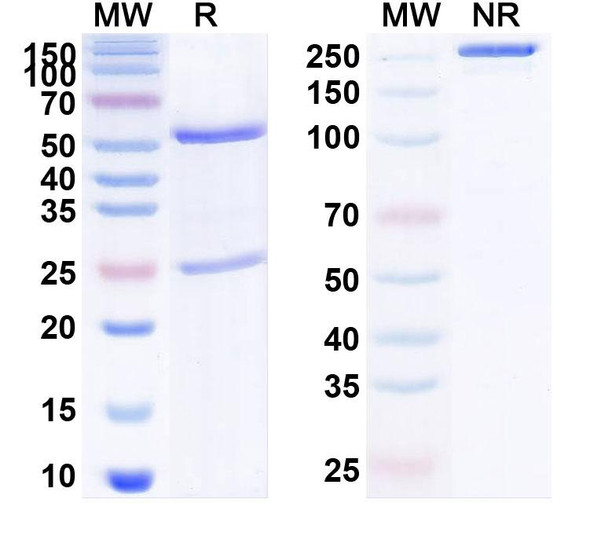 Human NGF/Beta-NGF (MEDI-578) Antibody - SDS-PAGE