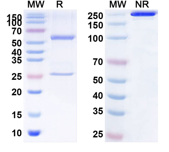 Human NOTCH3 (PF-06650808) Antibody (ADC, Payload-Free) - SDS-PAGE