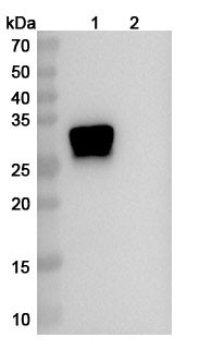 Human OSM/Oncostatin-M (GSK315234) Antibody - WB