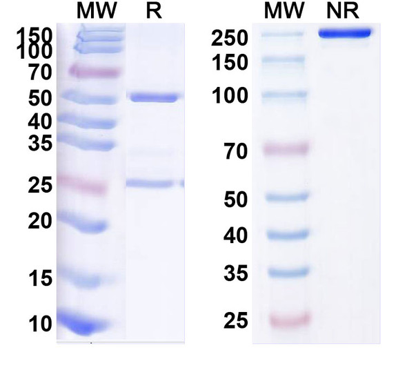 Human CD134/TNFRSF4/OX40 (INCAGN1949) Antibody - SDS-PAGE