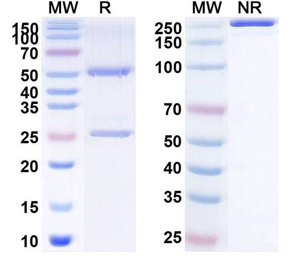 Human CD134/TNFRSF4/OX40 (YH-002) Antibody - SDS-PAGE