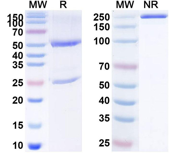 Human CD134/TNFRSF4/OX40 (HFB301001) Antibody - SDS-PAGE