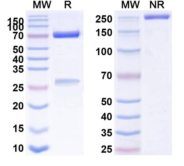 Human CD134/TNFRSF4/OX40 (MEDI 6469) Antibody - SDS-PAGE