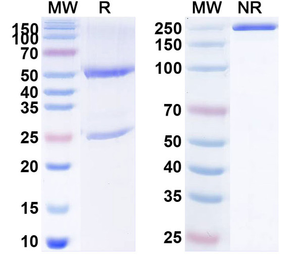 Human CD134/TNFRSF4/OX40 (ZL-1101) Antibody - SDS-PAGE