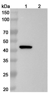 Human SERPINE1/PAI-1 (CT140) Antibody - WB