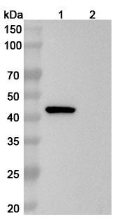 Human SERPINE1/PAI-1 (CT140) Antibody - WB
