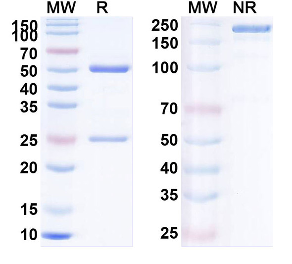 Human CD279/PDCD1/PD1 (AMP-514) Antibody - SDS-PAGE