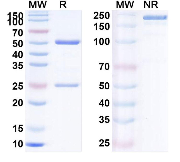 Human CD279/PDCD1/PD1 (BAT1306) Antibody - SDS-PAGE