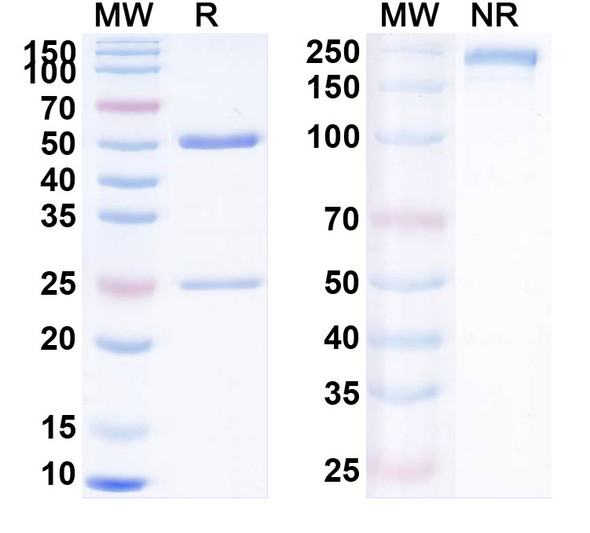 Human CD279/PDCD1/PD1 (RTX-002) Antibody - SDS-PAGE